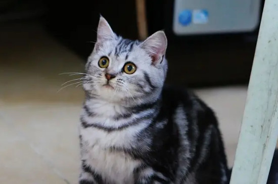 1-10名受欢迎的宠物猫（田园猫也是最受欢迎的宠物猫之一哦）