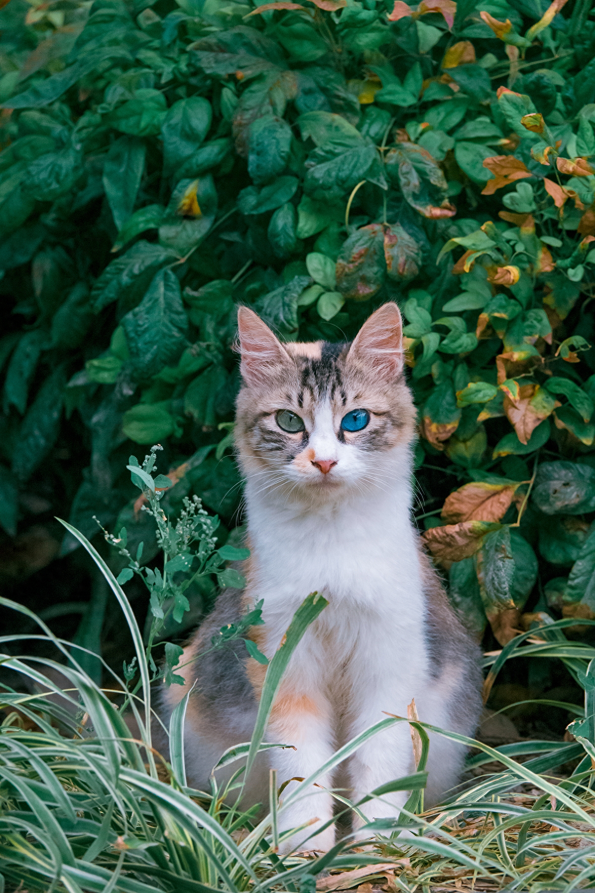 三花猫的眼睛颜色你见过吗