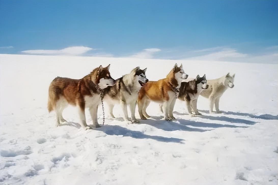 关于狗的电影排行榜前十名中国有哪些（狗狗电影排行榜前十名搞笑）