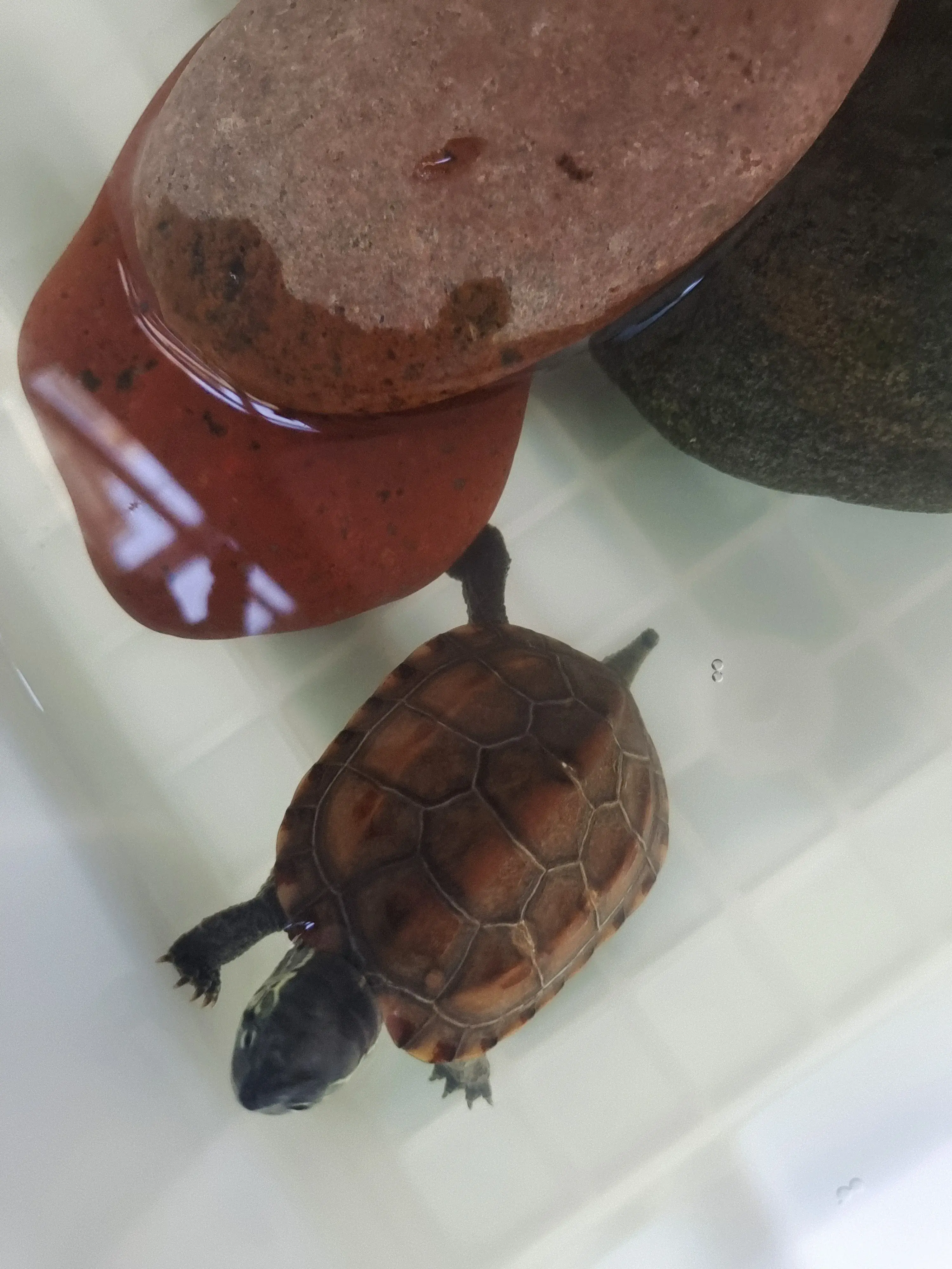 乌龟换壳会变软吗（乌龟脱壳的样子图片）