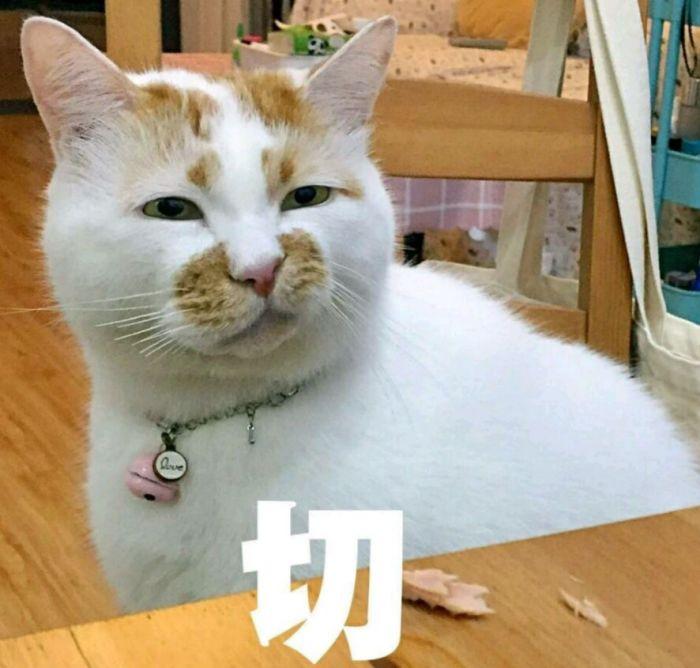 了解猫咪绝育的最佳时间（详解：公猫绝育的优点和缺点）