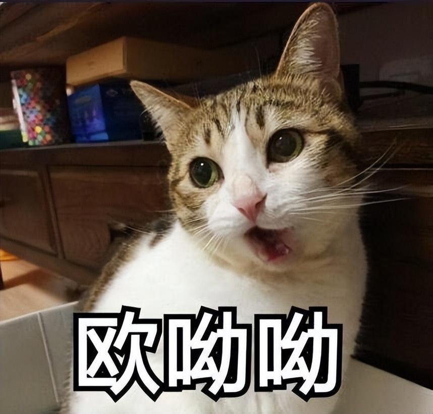 十大有名的中华田园猫（中华田园猫有几种）