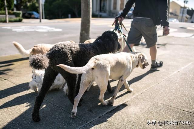 烈性犬是怎么分类的（烈性犬品种大全）