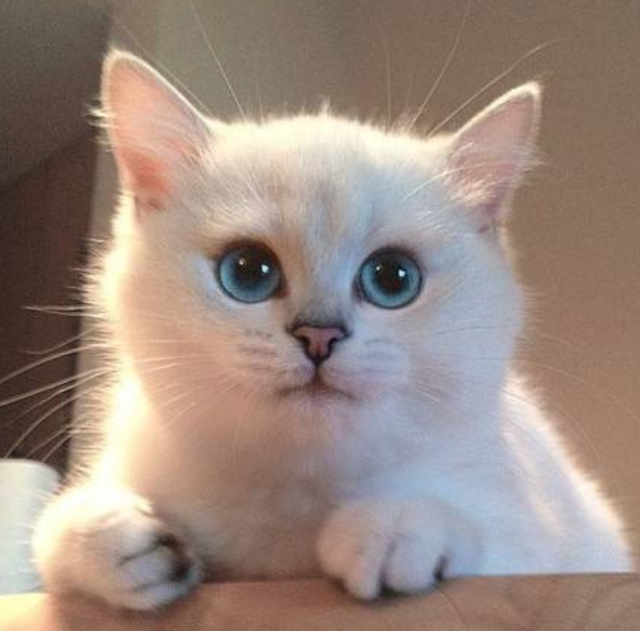 蓝猫和银渐层配出来是什么品种(蓝猫和银渐层配出什么猫)