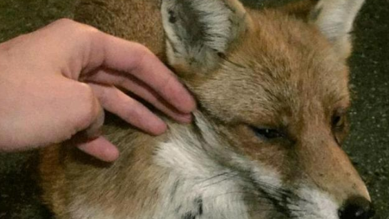 受伤狐狸寻求男子帮助，试探一年后，却带着“孩子”来投奔！