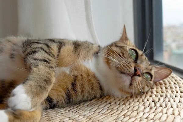 猫吐几天黄水能自己好