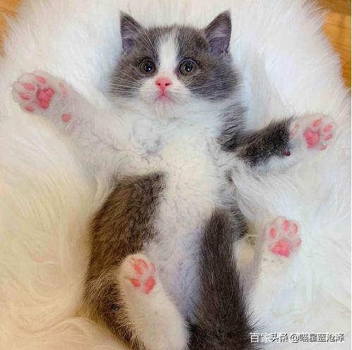 宠物长毛蓝猫多少钱一只啊（蓝猫短毛贵还是长毛贵含价格表）