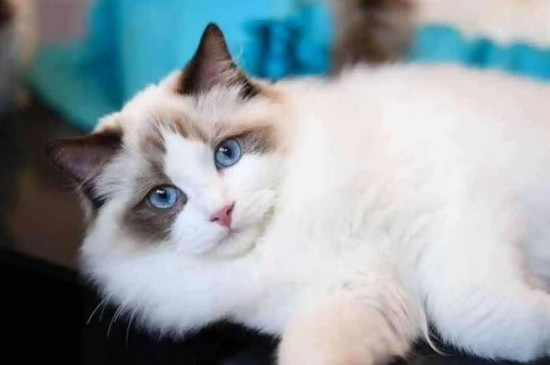 1-10名受欢迎的宠物猫（田园猫也是最受欢迎的宠物猫之一哦）