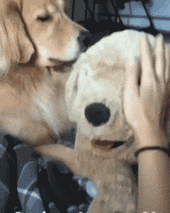 肉狗养殖利润与成本（附：宠物知识大全整理）