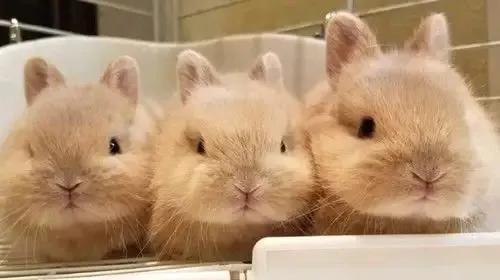 地摊上买的30元一只的兔子是肉兔吗（常见的漂亮兔子品种价格）