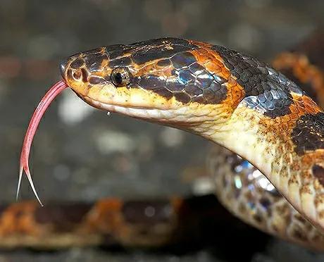 一圈黑色一圈红色的是什么蛇（ 详解：红黑相间的蛇有毒吗）