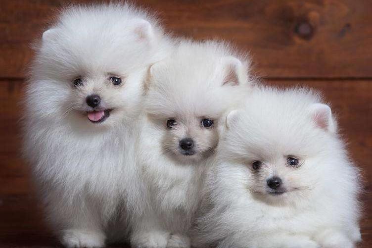 狗名字大全超拽霸气招财（叫得比较顺口狗的名字）