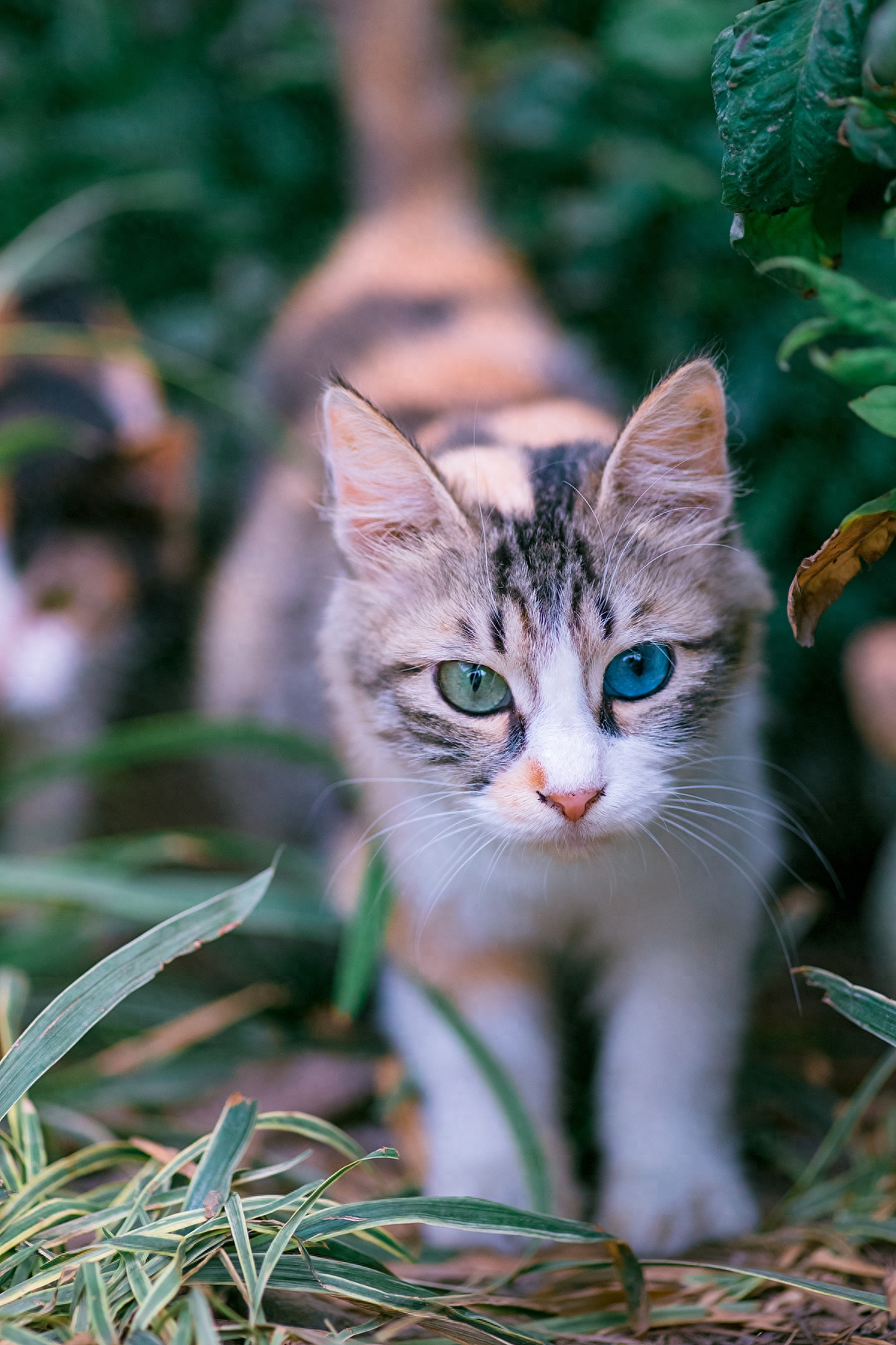 蓝绿异瞳三花猫，5年来第一次拍到，美呆了！
