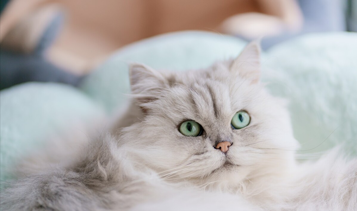 金吉拉猫难养吗（了解不养金吉拉猫的原因）