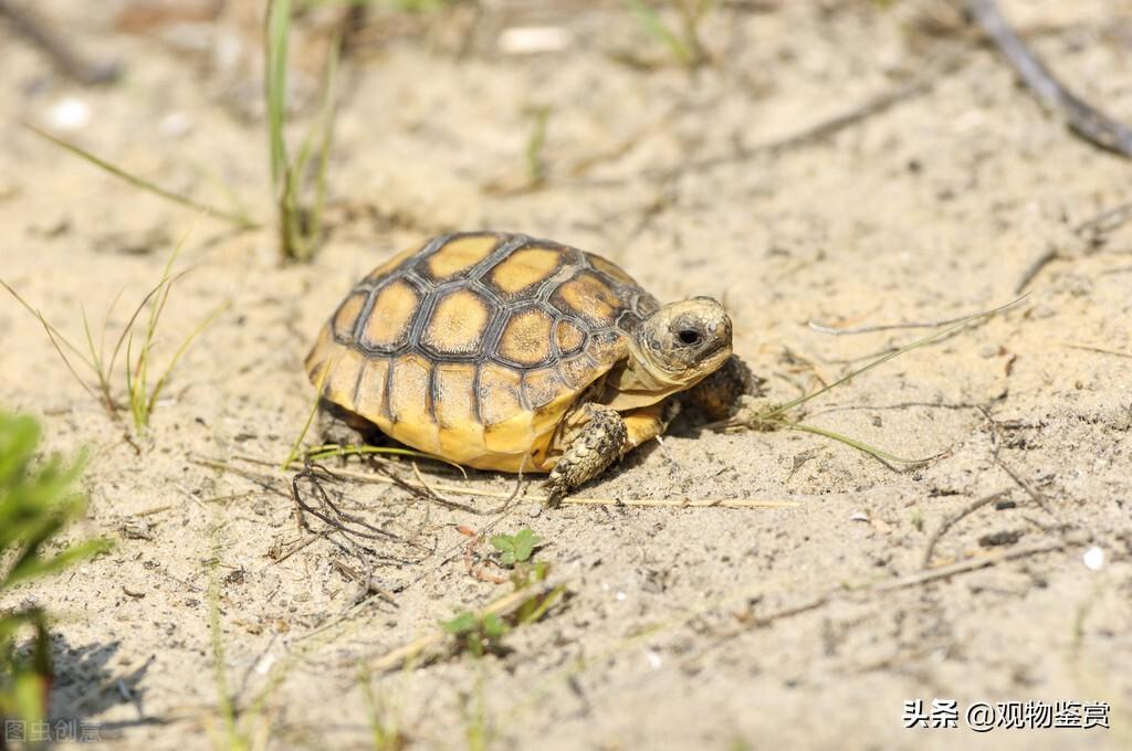 乌龟的生活习性有哪些（详解：乌龟的生活特征描写）