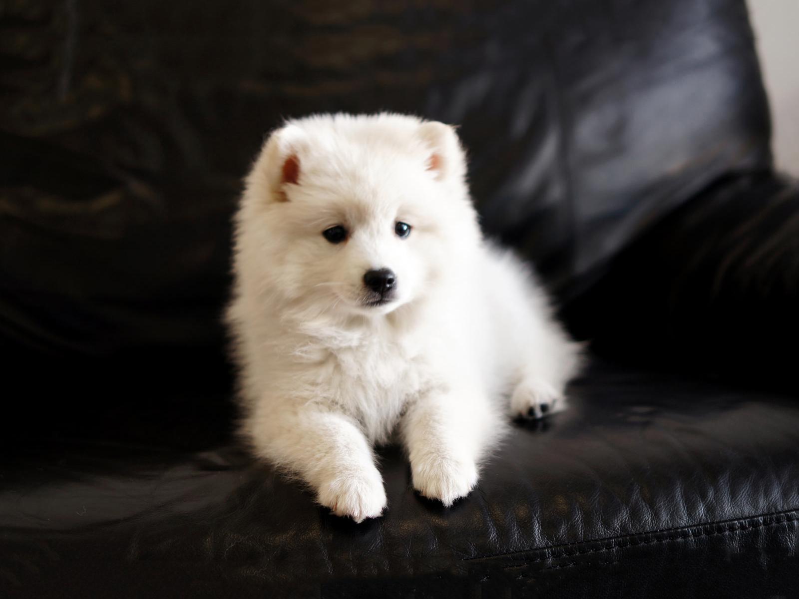 了解纯种萨摩犬的外貌特征（萨摩犬怎么看品相）