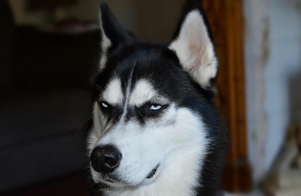 6种爱干净的狗狗（详解：养什么狗最干净）