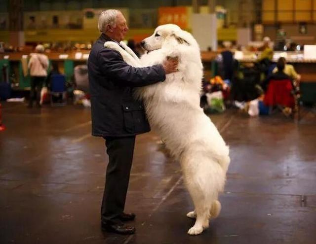 大白熊犬（大犬狗品种大全图片）