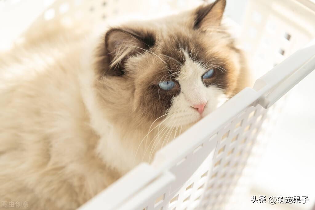 养布偶猫的好处和坏处（布偶猫价格一览表2022）