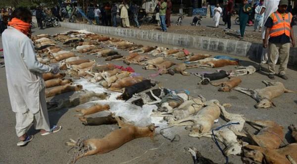 巴基斯坦卡拉奇市街头摆着上百条狗狗尸体