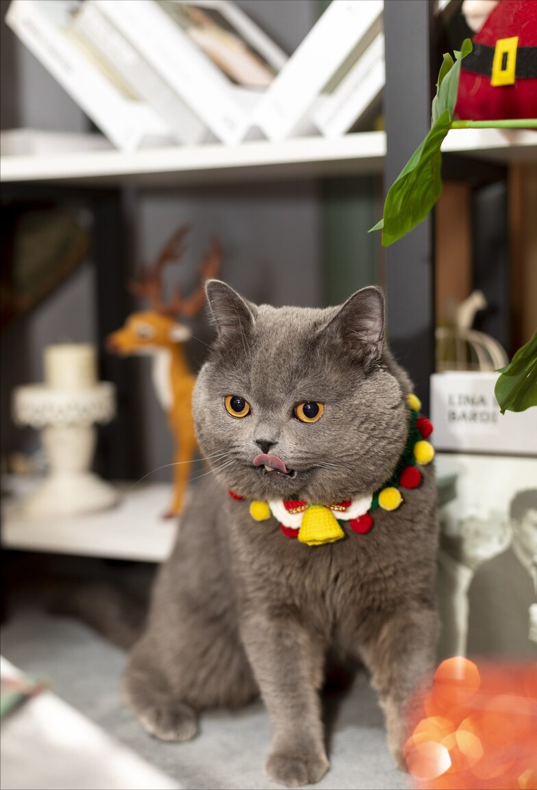 十个蓝猫九个脾气不好（蓝猫脾气是不是比其他猫凶有多凶）