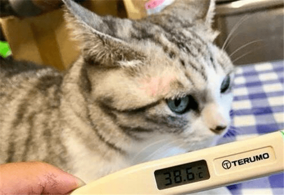 猫咪吃感冒药迟迟不好怎么办
