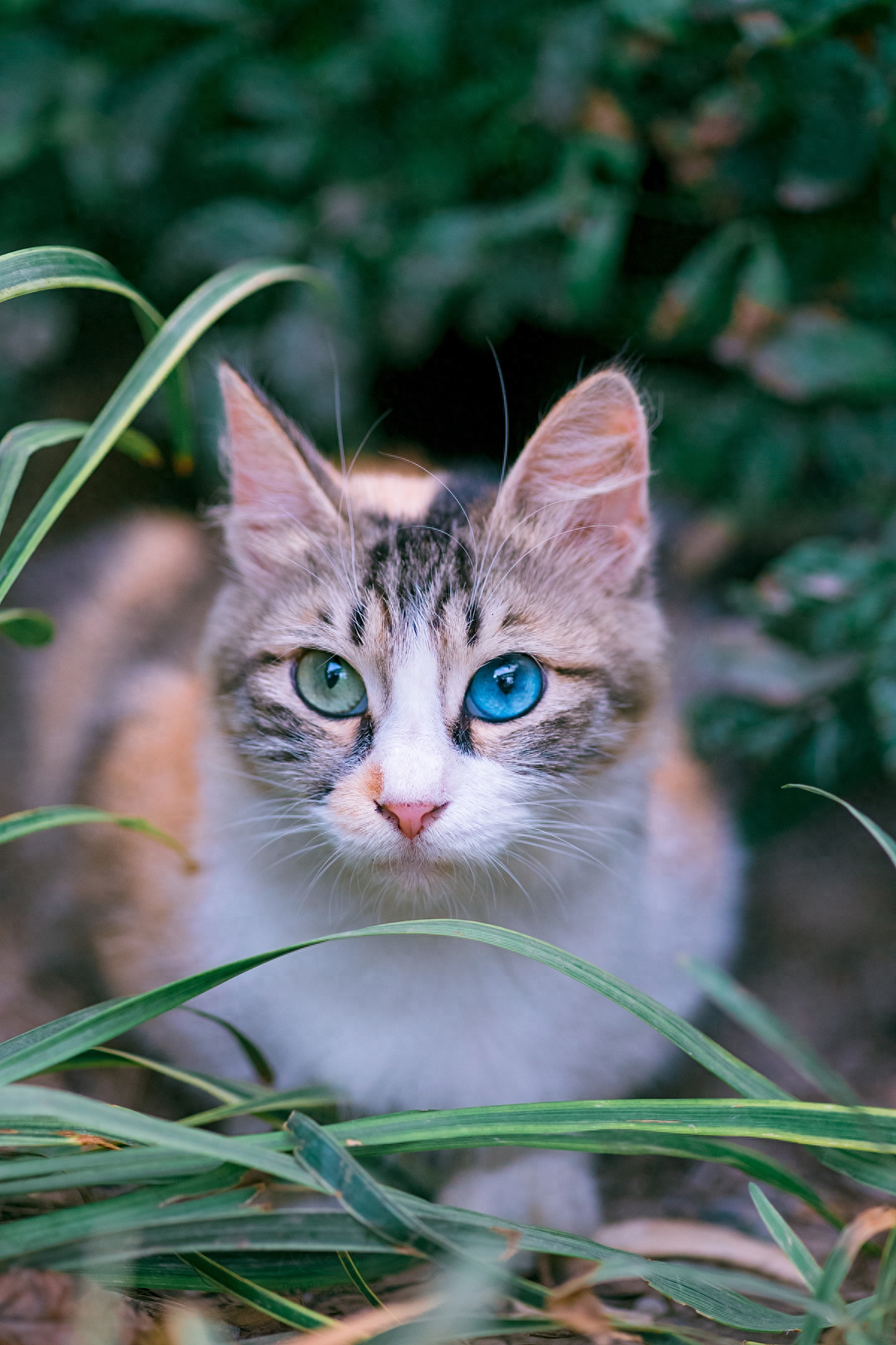 蓝绿异瞳三花猫，5年来第一次拍到，美呆了！