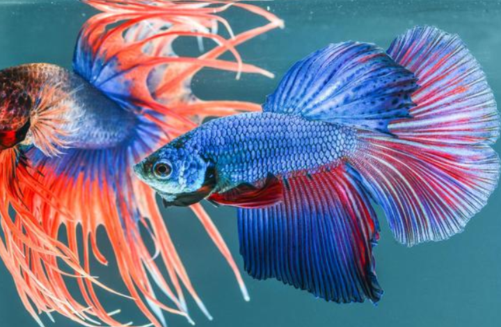 了解斗鱼到繁殖期特征