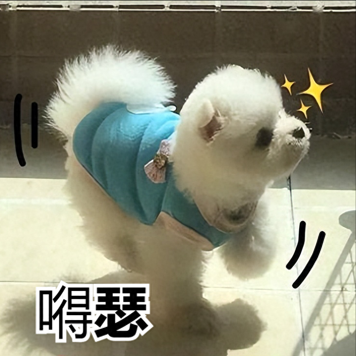 超小型宠物狗品种大全图片及价格（家庭适合养的小型犬）