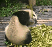 大脸猫图片卡通头像（最近很火的那个猫咪头像）