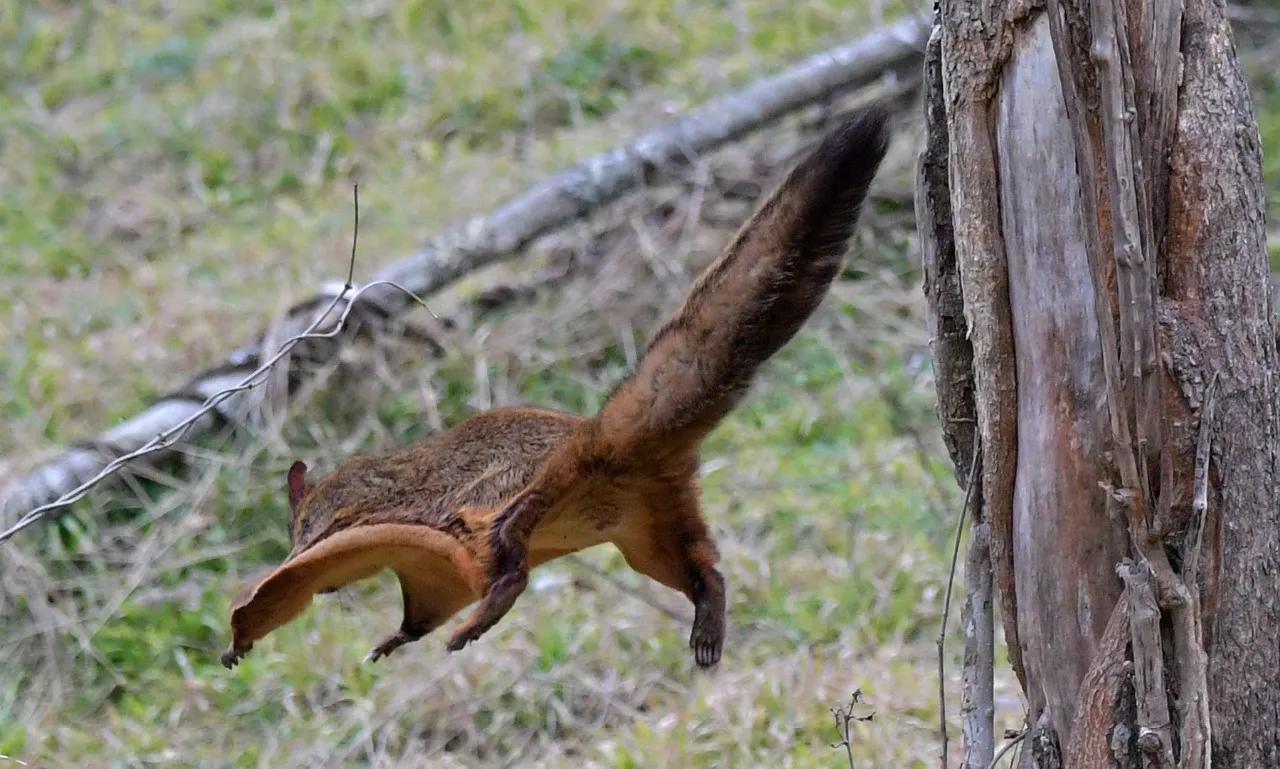 寒号鸟是种什么动物（寒号鸟是鼠类还是鸟类讲解）
