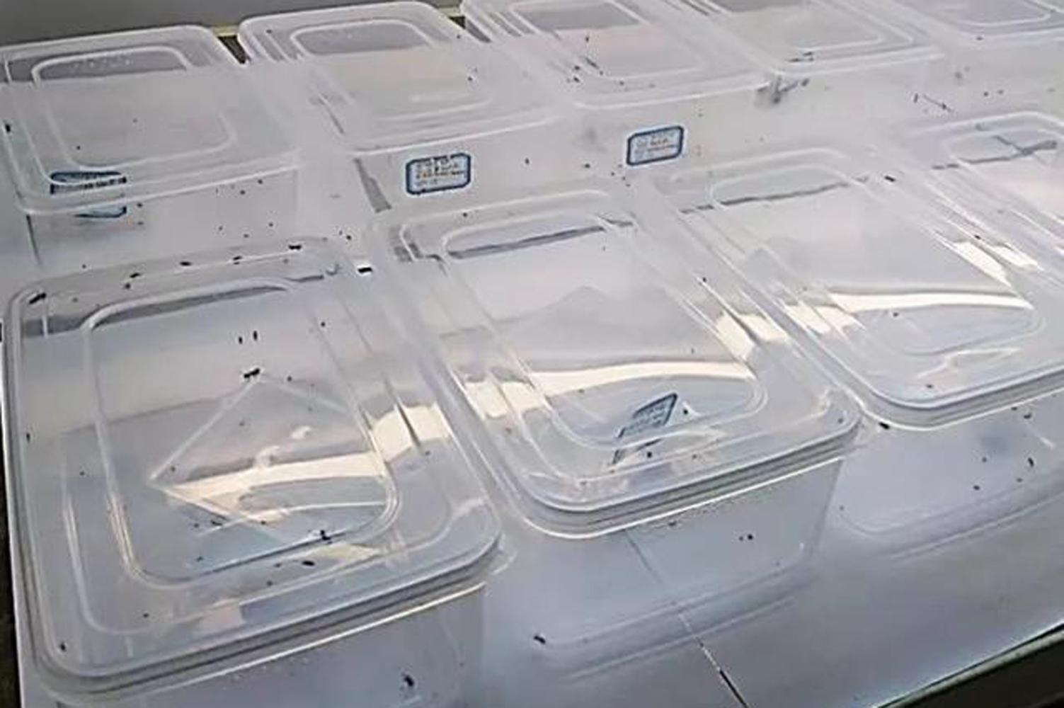 蜘蛛繁殖方式是胎生还是卵生的呢图片（有些蜘蛛是胎生的哺乳动物）