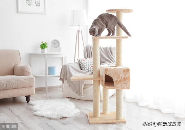 猫抓板买什么样的好(猫抓板买哪种好)