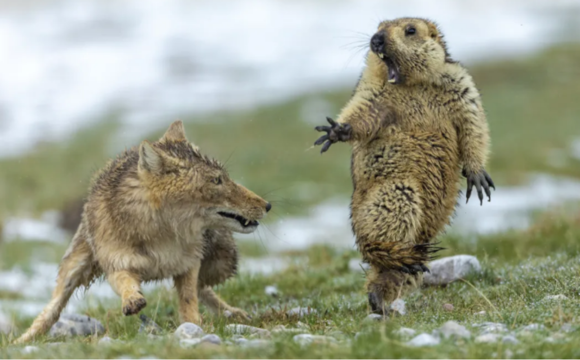 土拔鼠有药用价值吗（带你了解土拨鼠趣味知识）