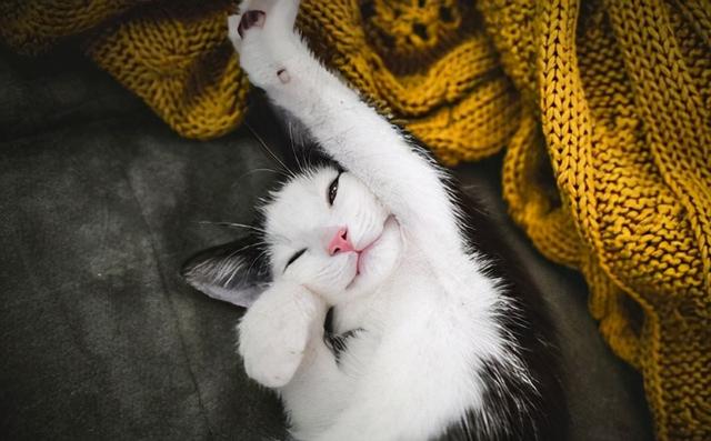 盘点能给人带来福气的猫咪