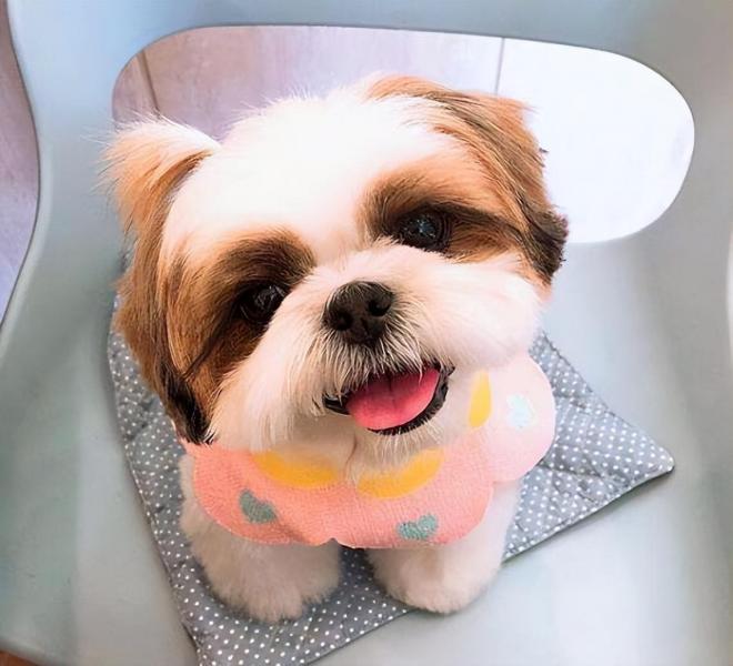 西施犬的图片大合集（详解：有几种颜色的西施犬）