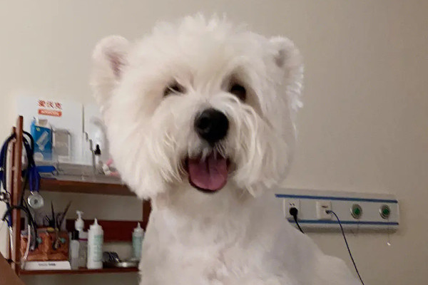 如何减少狗狗心脏的负荷