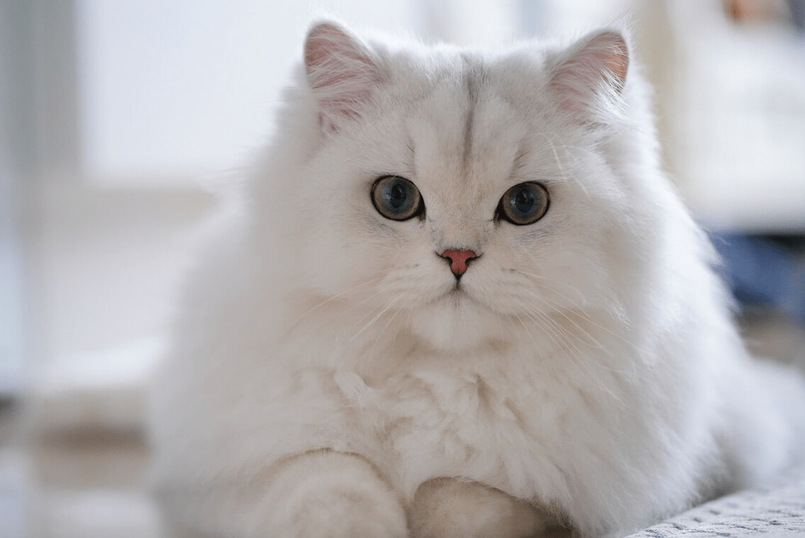 金吉拉猫难养吗（了解不养金吉拉猫的原因）