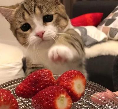 幼猫一日三餐怎么安排合适(附：猫咪1-2个月的喂养清单)