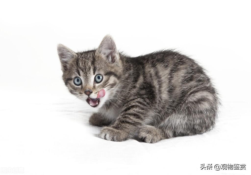 两个月小猫喉咙发出嗡嗡嗡像马达的声音（猫胸腔震动发出低沉马达声）