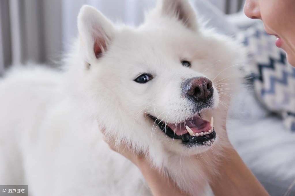 刚出生及一个月大的萨摩耶怎么养（萨摩耶可以穷养吗）