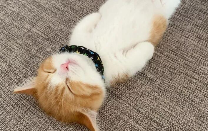 你全懂猫咪这些肢体语言，说明是个资深猫奴