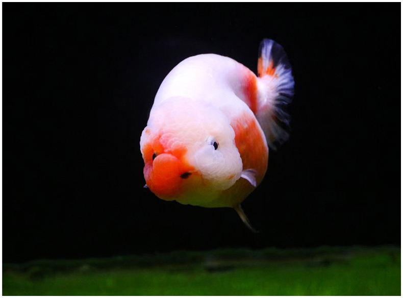 兰寿是冷水鱼还是热水鱼怎么养（兰寿鱼图片及饲养方法）