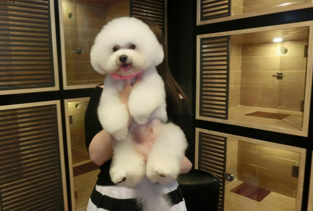 比格犬多少钱一只