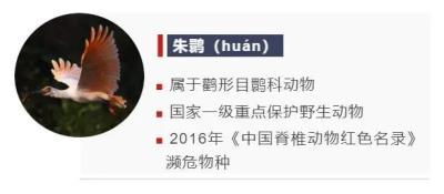 鸟的种类大全及名字拼音(这些动物的名字)