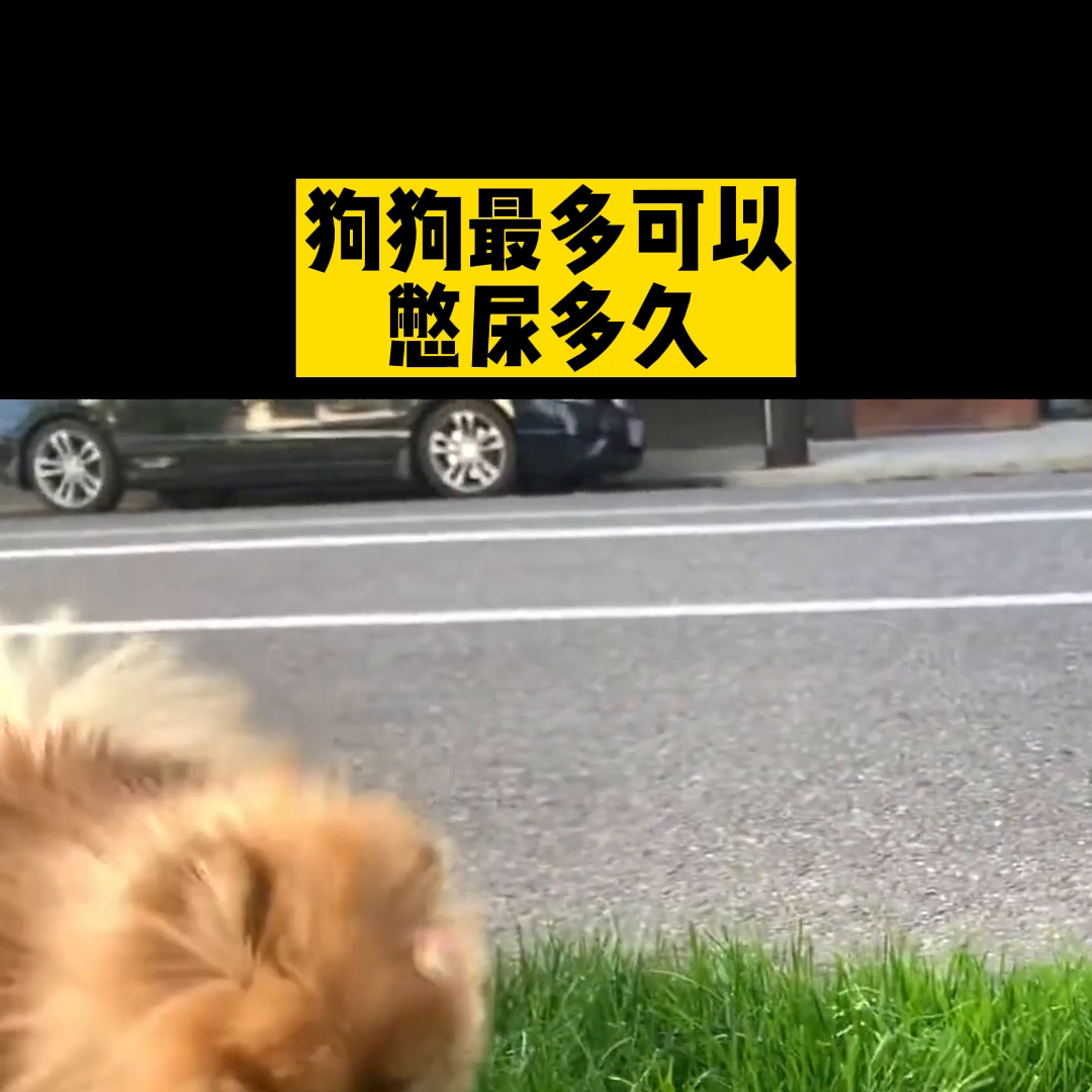 狗狗一天上一次厕所会憋坏吗