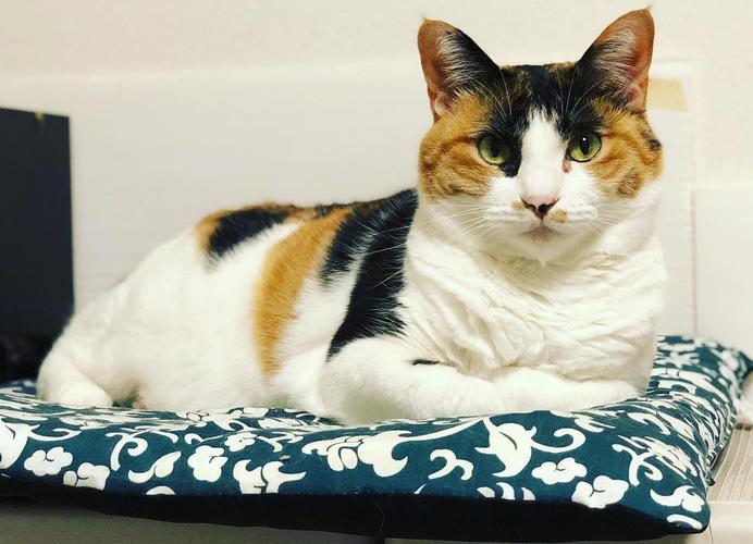 三花猫智商高吗（智商很高且通人性）