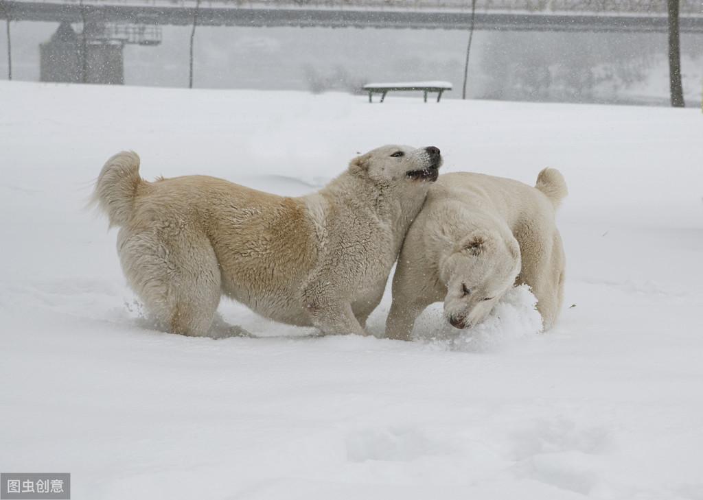 中亚牧羊犬被誉为“最凶狠”的狗狗之一是如何来的（附：中亚犬图）