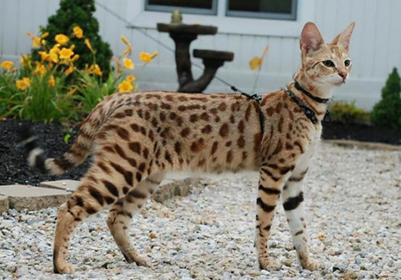 苏格兰高地猫折耳猫图片及品种（你知道苏格兰高地长毛猫多少钱吗）