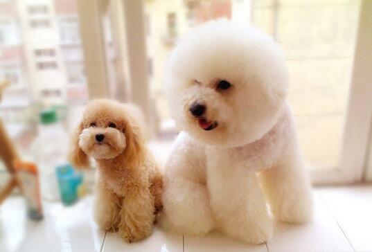 上班族养比熊还是泰迪（养泰迪和比熊哪个省心看这篇就懂了）